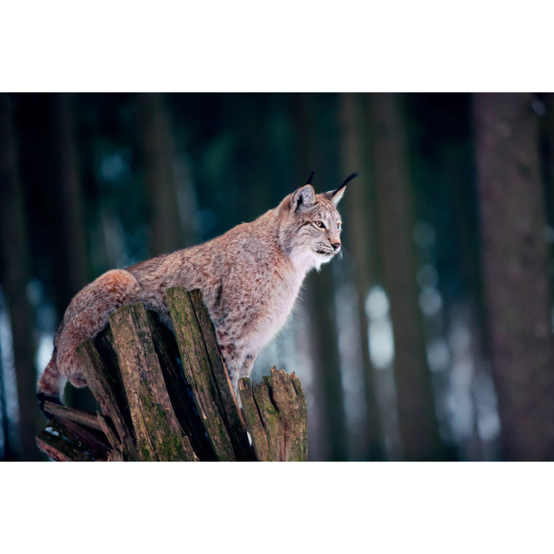 Leinwandbild Lynx Sitting on Tree Stump