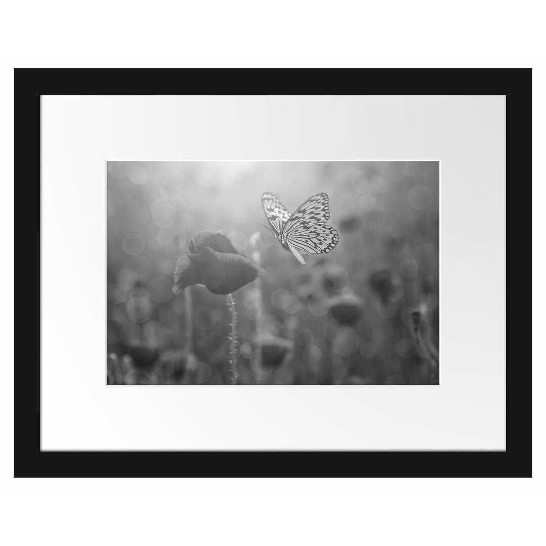 Gerahmtes Poster Mohn und Schmetterling