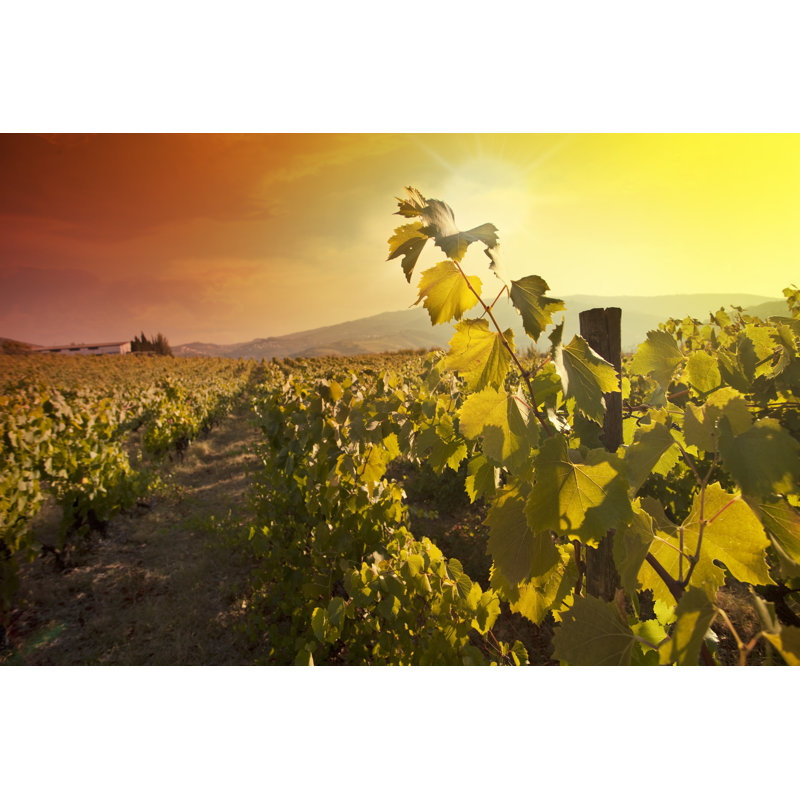 Close-Up of Vineyard at Sunset 1 Piece Wrapped Canvas Wall Art, 61cm H x 91cm W x 3.8cm D