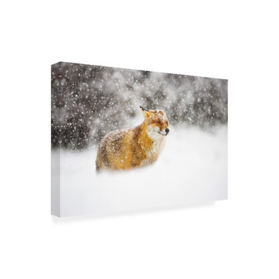 Bolog Pim Leijen  Red Fox In A Heavy Snowstorm Canvas Art