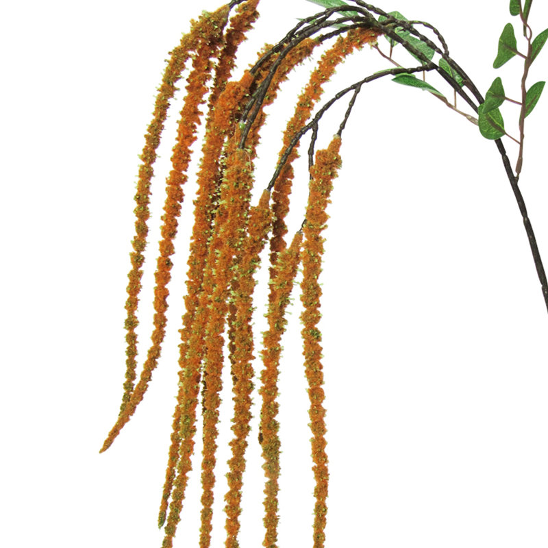 Tige de fleur d'amaranthe, Orange