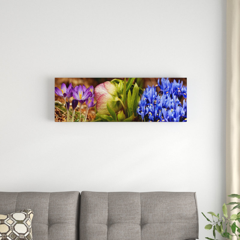Détails de fleurs de crocus - Reproduction de photo panoramique non encadrée, H 12 po x l 36 po x P 1,5 po, Toile tendue