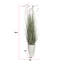 Plante de 70,9 po