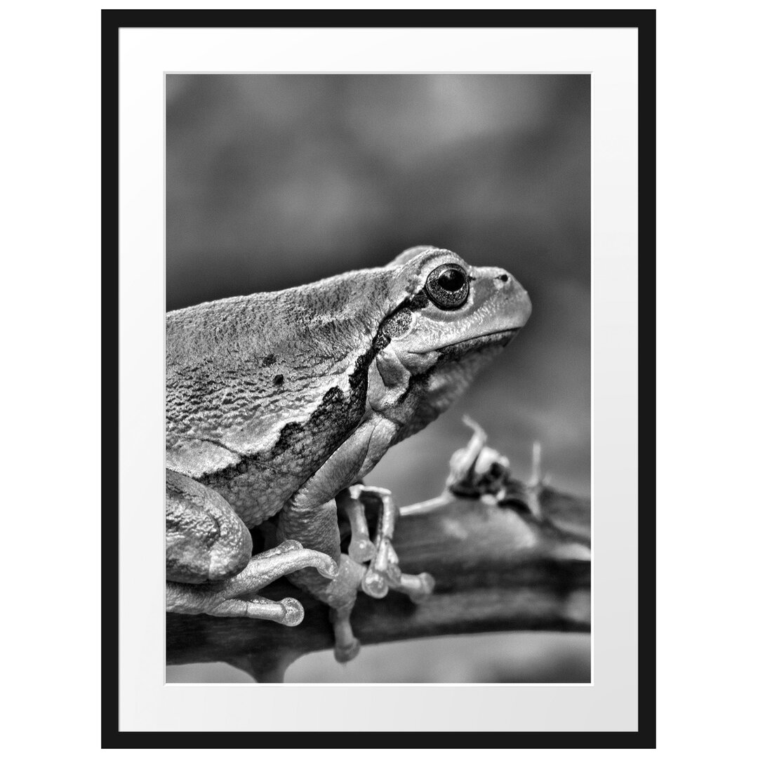 Winziger Frosch auf einem Dornenzweig Gerahmter Fotokunstdruck