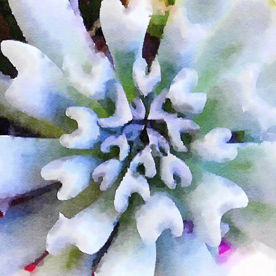 Succulente I 1 Piece Wrapped Canvas Painting