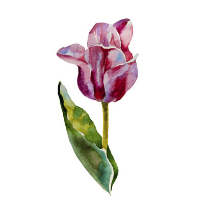 Pink Tulip Watercolour - Wrapped Canvas Painting