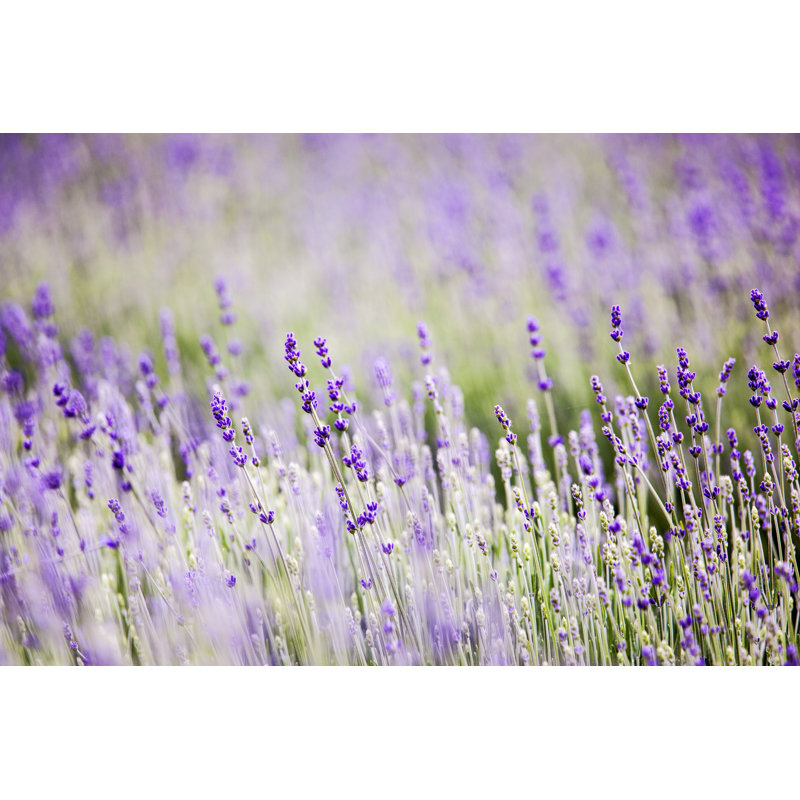 Lavender Field by Mashuk - No Frame Print on Canvas, 61cm H x 91cm W