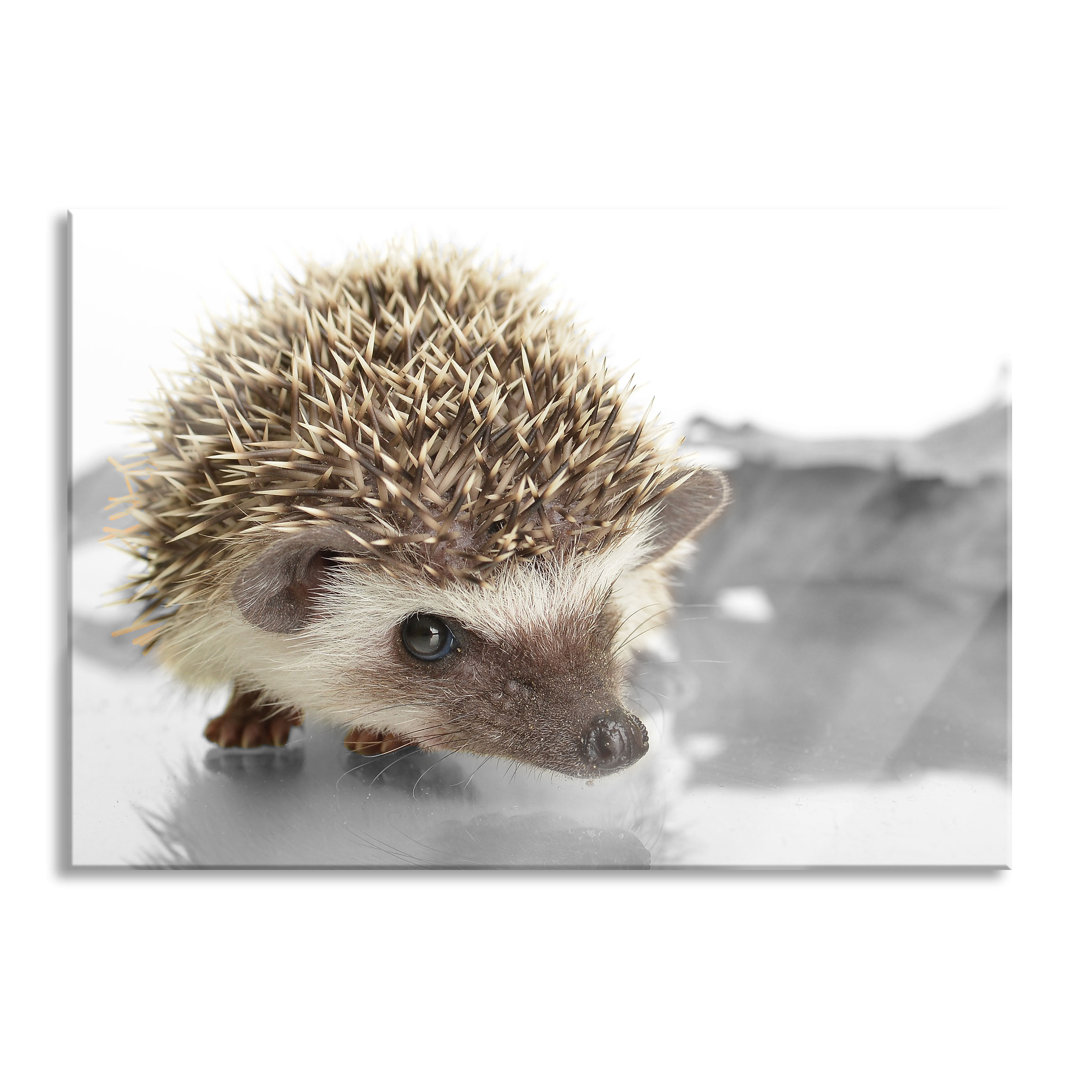 Glasbild Kleiner süßer Igel