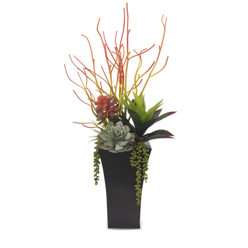 Plante grasse en pot