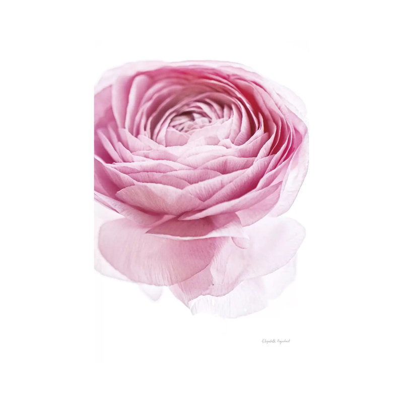 Pink Lady by Elizabeth Urquhart - Wrapped Canvas Gallery-Wrapped Canvas Giclée