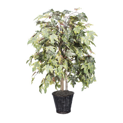 Arbre d’érable en pot 48 po