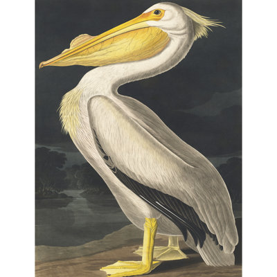Audubon Style Vintage Detailed Pelican Bird - Print