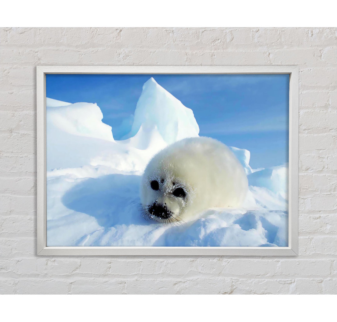 Seal Pup In The Snow - Einzelbildrahmen Kunstdrucke auf Leinwand