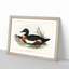 Two Ducks by Elizabeth Gould - Framed Print-55614675-55614677