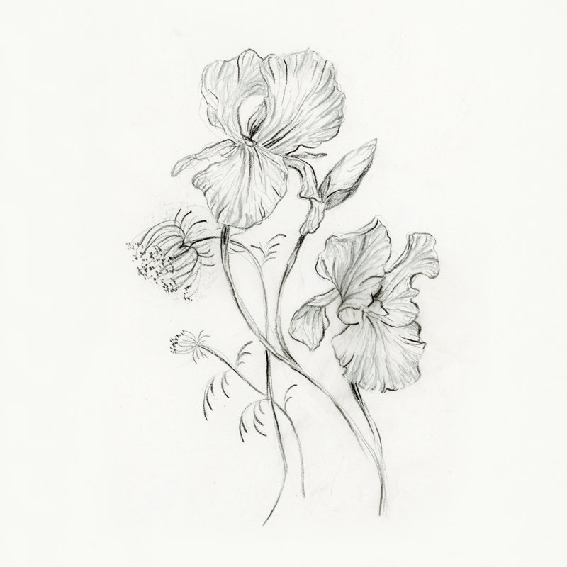 «Iris Pencil Dessin» par Shealeen Louise, Papier avec cadre photo noyer, H 12 po x l 12 po, Oui