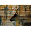 «Naoise Teal Yellow Reindeer» par Parvez Taj, reproduction sur bois-1293064337