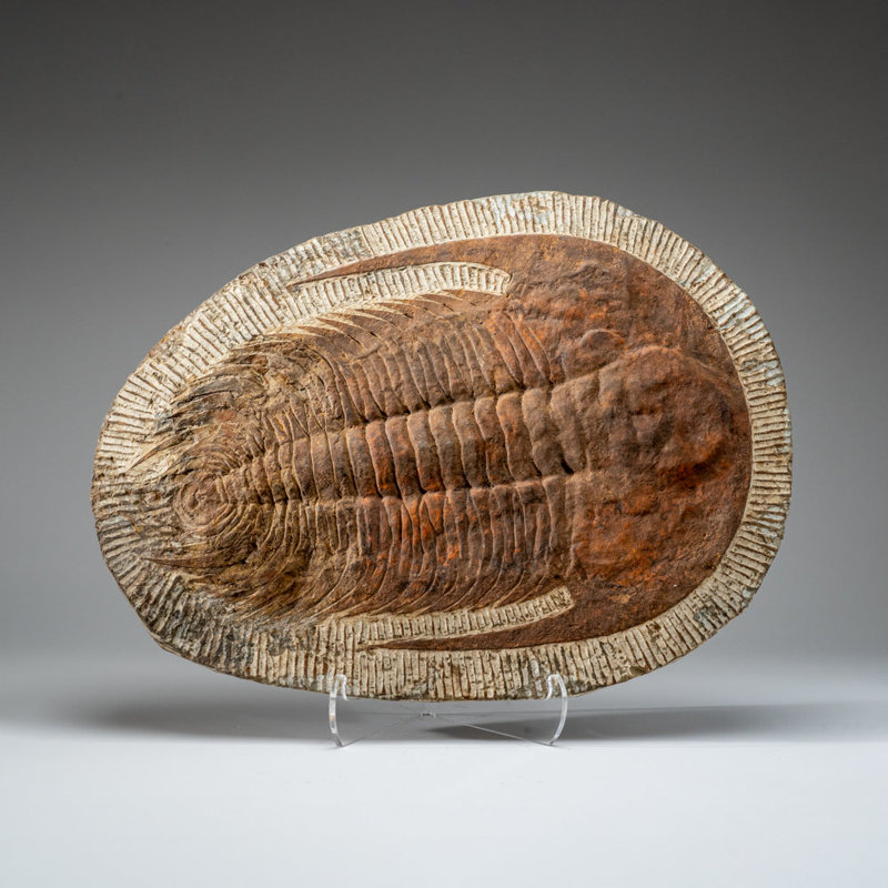 Genuine Trilobite (Ptychopariida) Fossil On Matrix (17 Lbs)