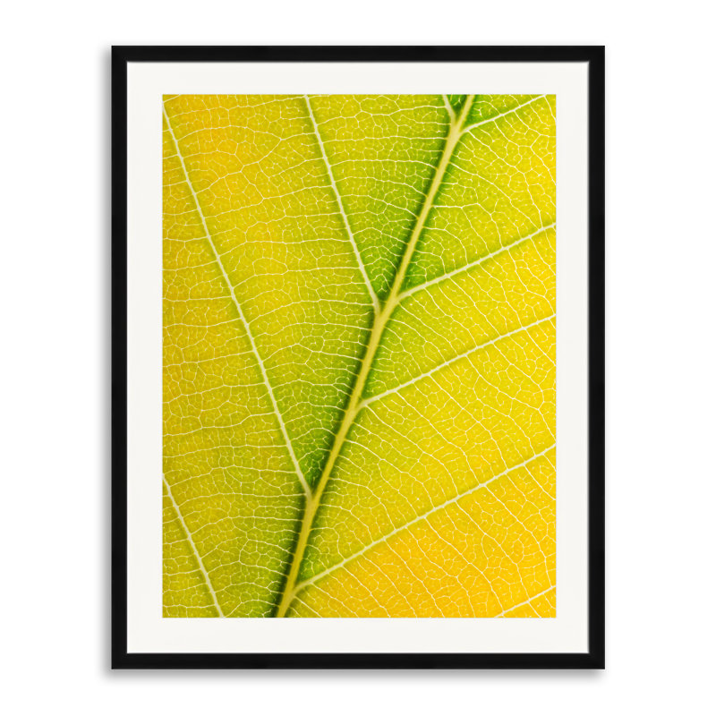 Autumn Leaf Print by Philippe Monthoux, Black Framed Paper, 30" H x 24" W