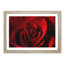 The Beauty of a Red Rose - Picture Frame Painting Print-56712471-56712473