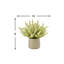 Ferdinand Heather en pot-28784521