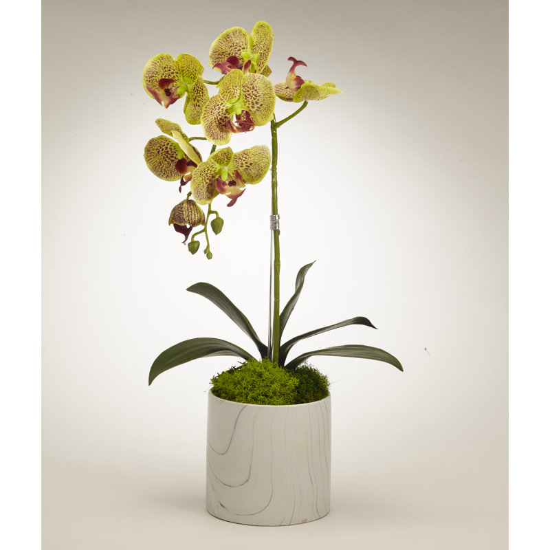 Orchid Plant in Pot Set, Green