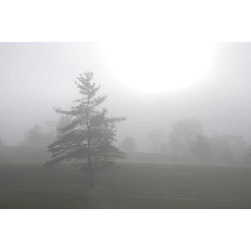 Misty Morning Lone Tree - Wrapped Canvas Art Prints, 61cm H x 91cm W