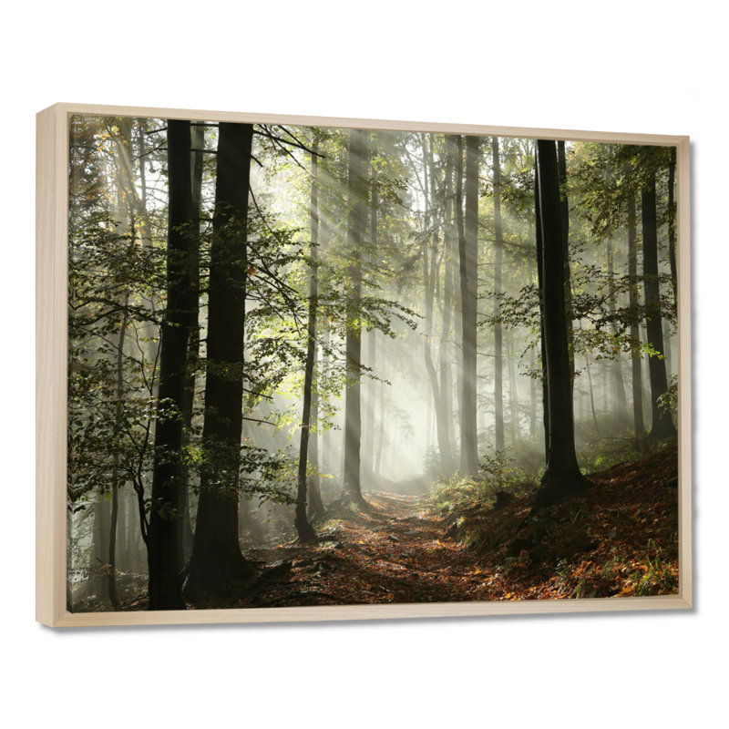 Lumière dans une forêt d'automne dense avec brouillard, œuvre d'art, H 16 po x l 32 po, Reproduction avec cadre flottant