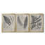 «Vintage Fern Study II», ensemble de 3 reproductions d'art sur toile-2145942620-2145942593