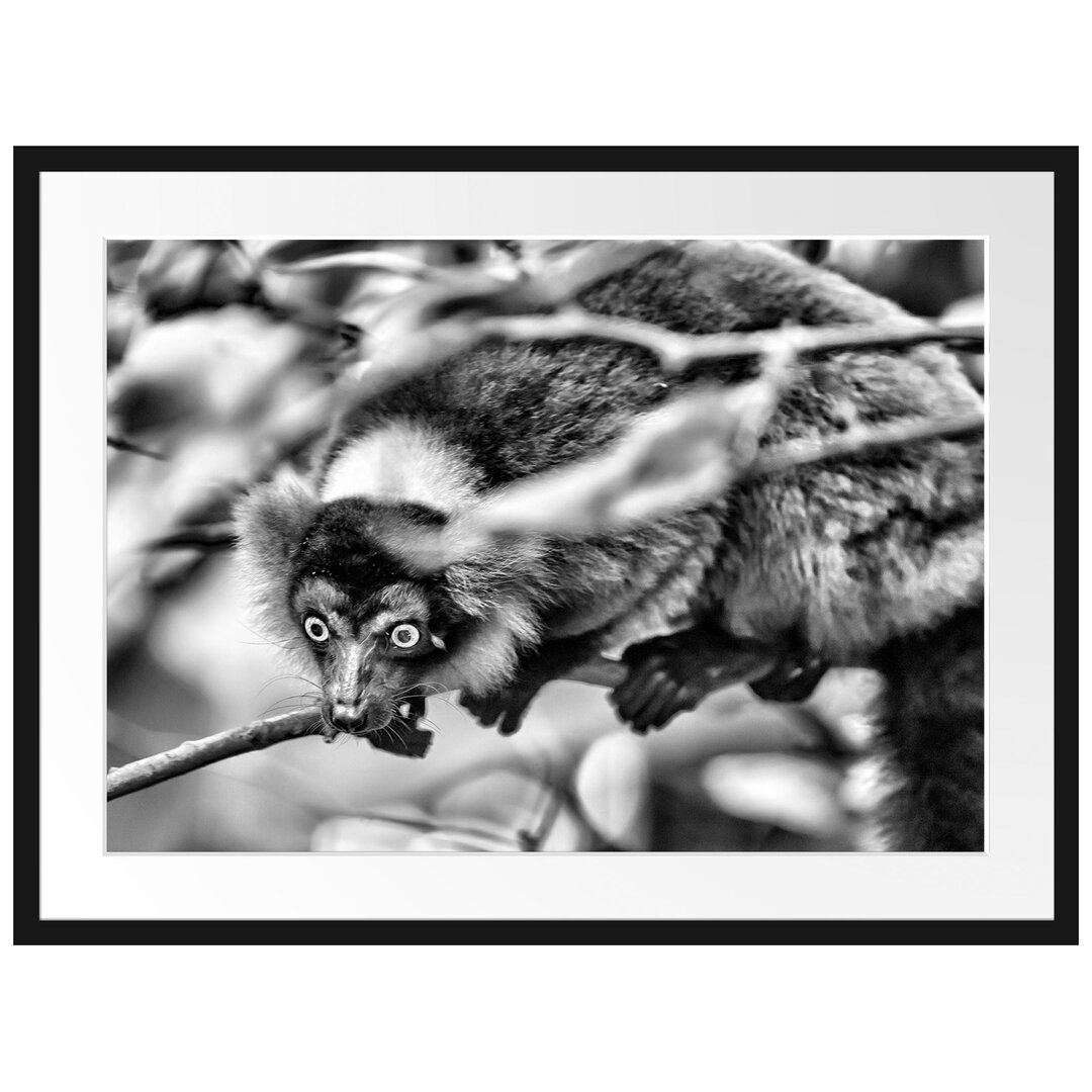 Gerahmter Fotodruck Red Lemur On a Branch