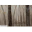 Forêt Du Silence Art Print