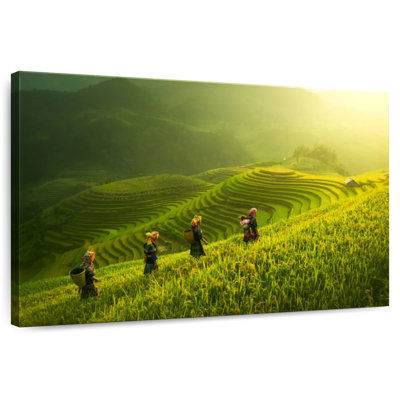 Mu Cang Chai Farm Landscape