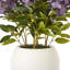 Medium Hydrangea Plant In Pot-369816377