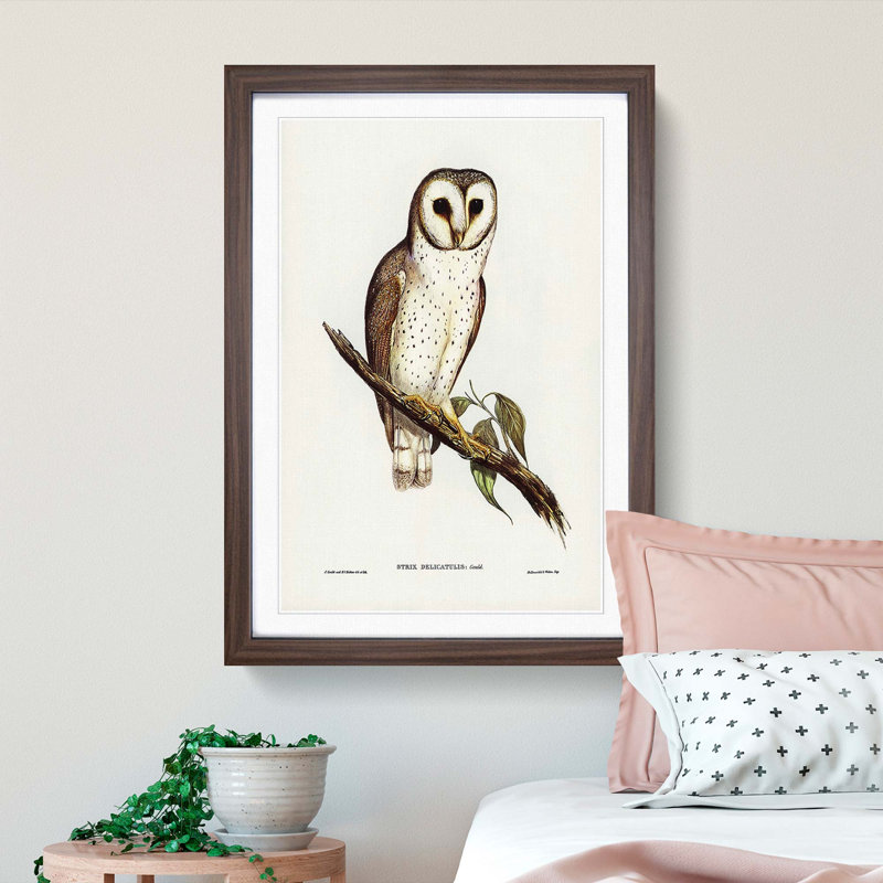 Delicate Owl by Elizabeth Gould - Picture Frame Painting Print, 65cm H x 48cm W x 2cm D, Walnut Framed