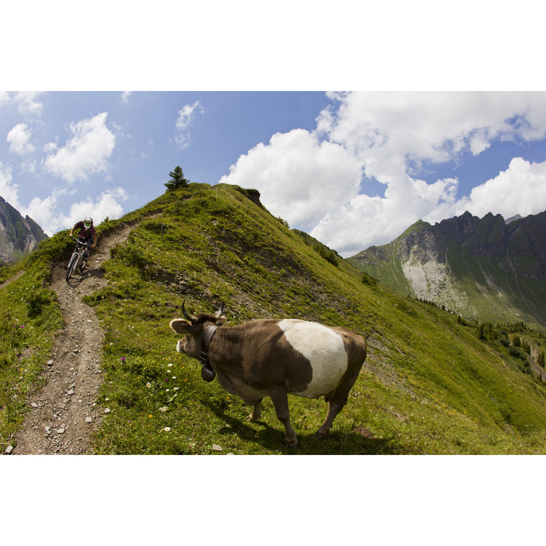 Mountain Biking Past A Cow von GibsonPictures - Kunstdrucke auf Leinwand