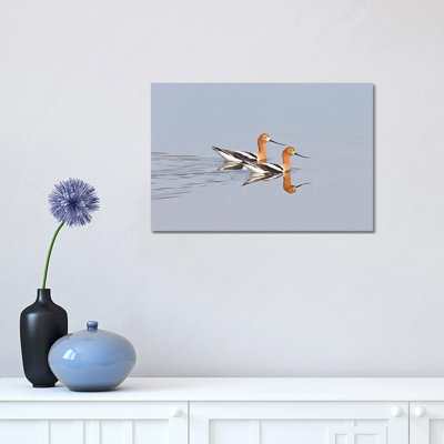 Swimming Avocets by Brian Wolf - Wrapped Canvas Print