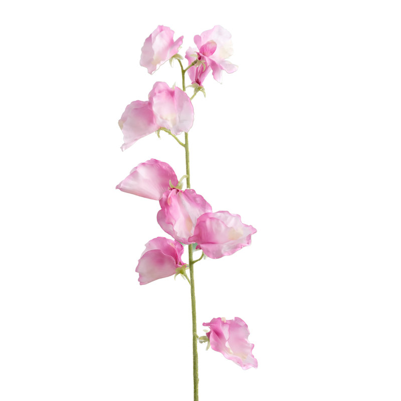 Sweet Pea, Pink