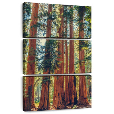 Séquoias Harnek dans le parc Sequoia