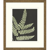 Graphic Lewis Ferns 6 Print