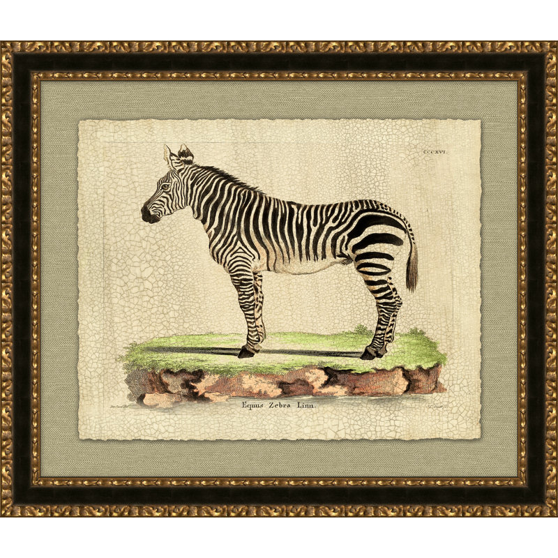 Equis Zebra Print