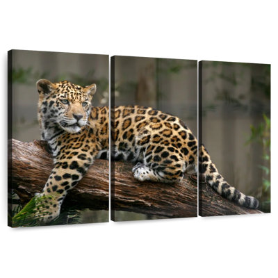 Brampt Baby Jaguar Gaze