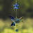 Kashius Plastic Animals Rain Chain