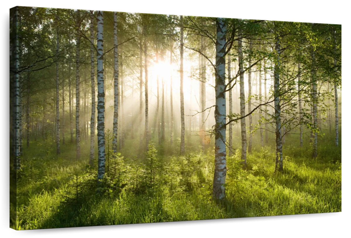 Millwood Pines Alvord Birch Forest Sunlight | Wayfair