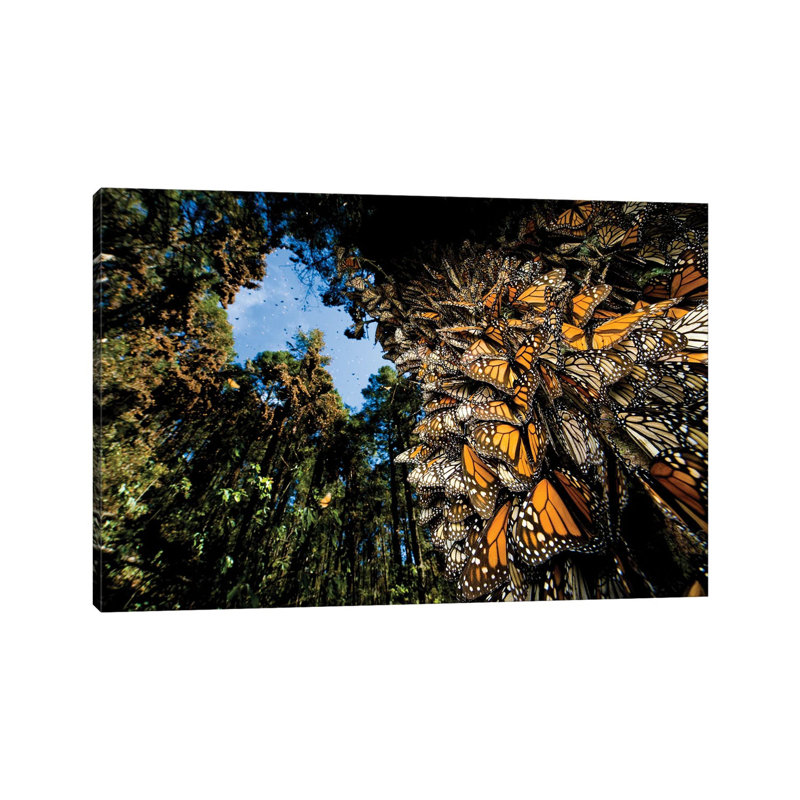 Millions Of Monarch Butterflies Roost On The Sierra Chincua Near Angangueo, Mexico I 1 Piece Wrapped Canvas Wall Art