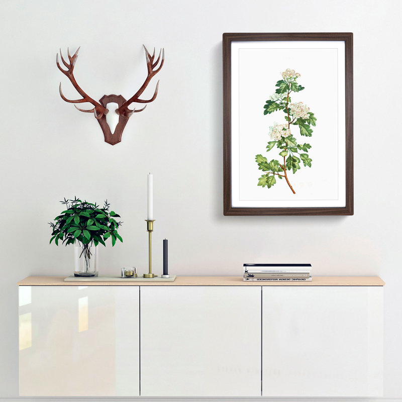 Hawthorn Flowers by Pierre-Joseph Redoute - Picture Frame Painting Print, 36cm H x 27cm W x 2cm D, Walnut Framed