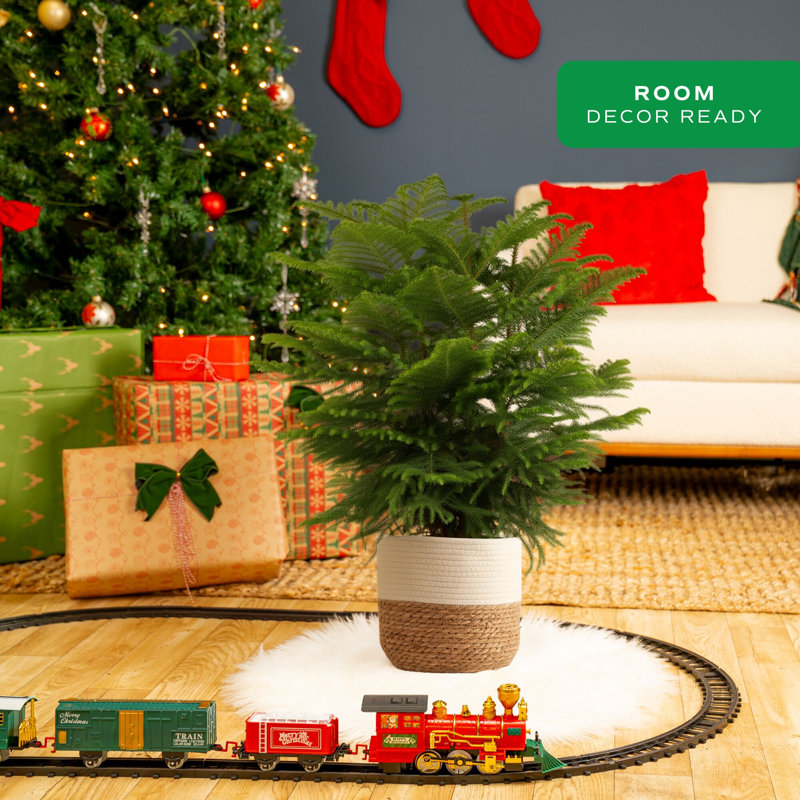 Costa Farms Indoor Norfolk Island Pine House Plant in 10-inch Holiday Décor