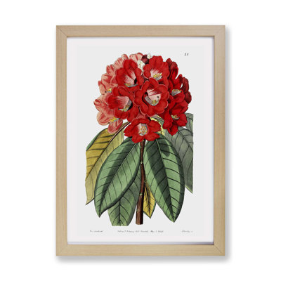 Red Rhododendron Flowers - Framed Print