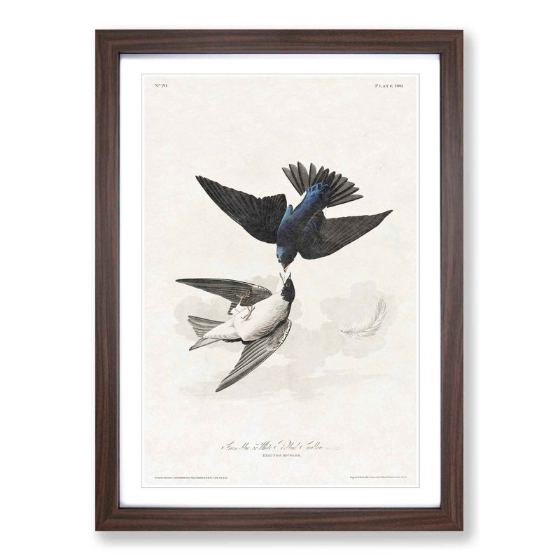 White-Bellied Swallow by John Audubon - Picture Frame Art Prints, 48cm H x 36cm W x 2cm D, Walnut Framed