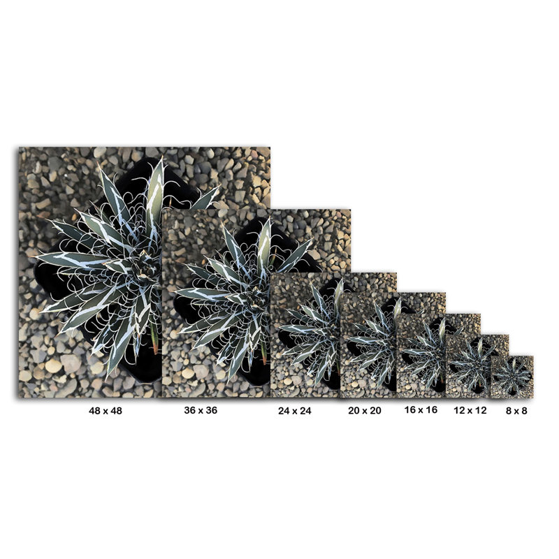 " Aloe Vera I ", 12" H x 12" W x 1.5" D