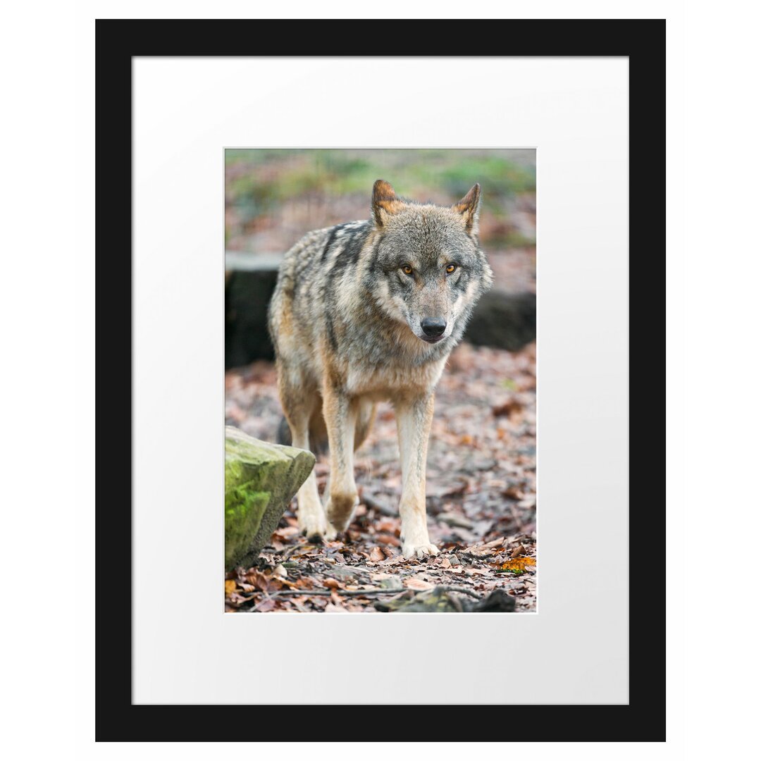 Gerahmtes Poster Wolf im Laubwald