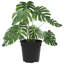 Round Flower Pot 24 Pcs Plastic-1534420386-1534420410